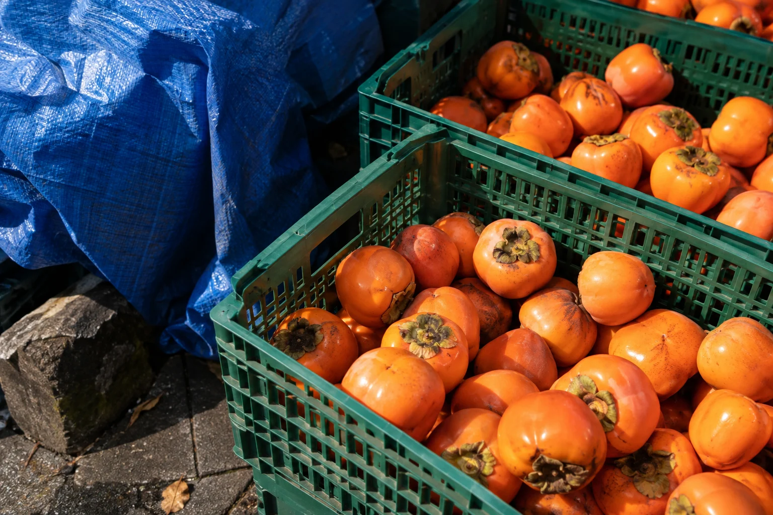Close street market still life of green plastic crates filled with orange persimmons beside a cobalt tarp; natural side light.